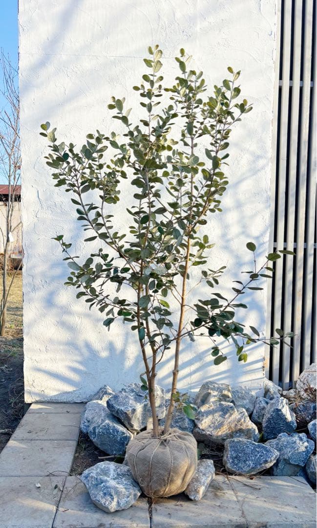 超逸品。フェイジョア株立ち1.6M(鉢底から)品番A