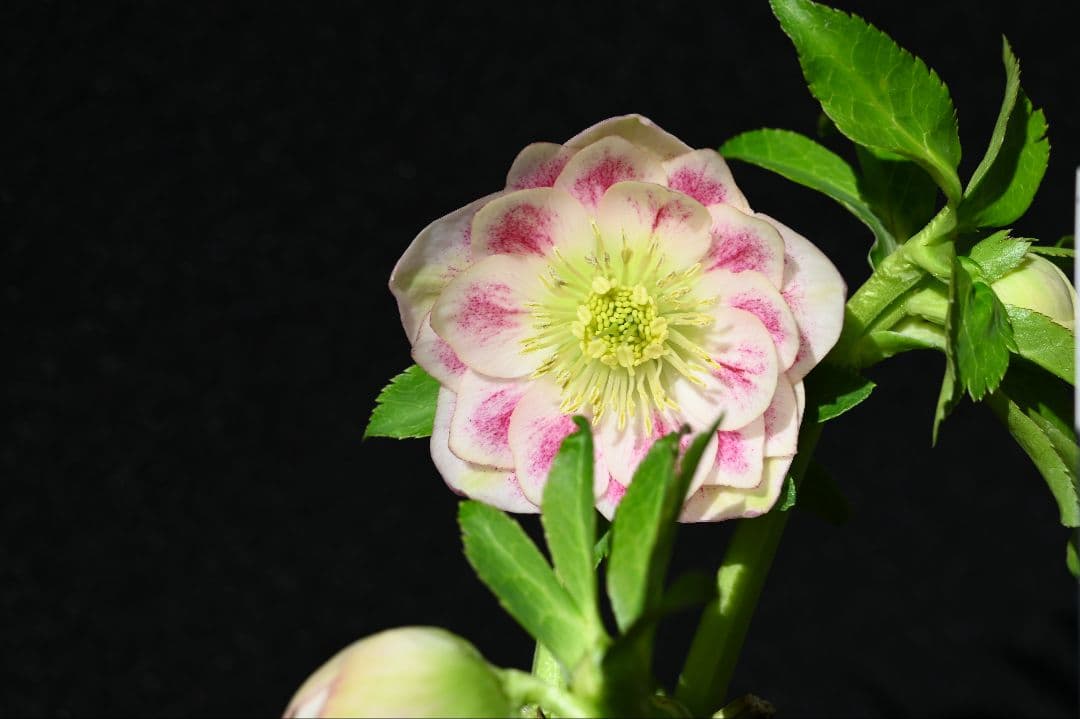 クリスマスローズ　珍品！！　認定グロッシープリマヴェーラ　加藤農園