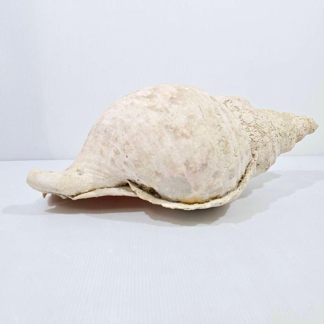 法螺貝 魔除け ほら貝 ホラ貝 40cm 巨大 オブジェ