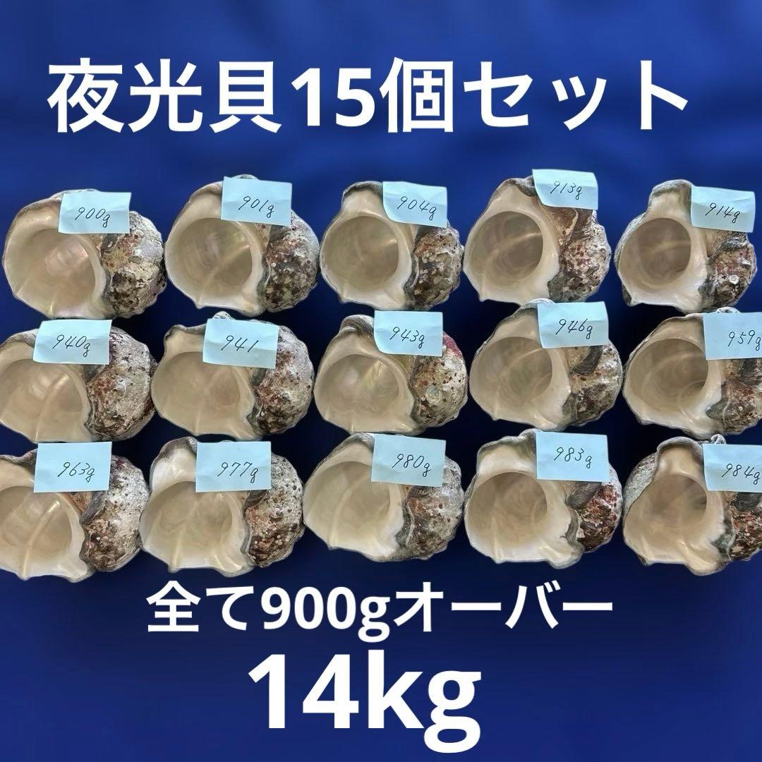 夜光貝　ヤコウ貝　まとめ売り　15個　14kg アクセサリー　ルアー