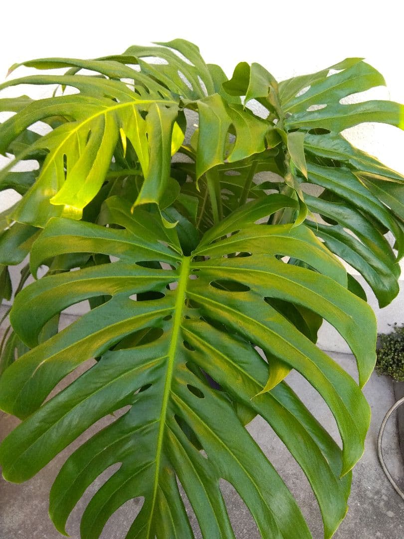 モンステラ　デリシオーサ　8号鉢つき　深穴開き❗2株植え❗　①