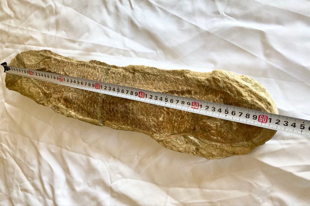 ブラジル産　魚の化石　重さ5kg 長さ62.3cm 幅14.7cm ②