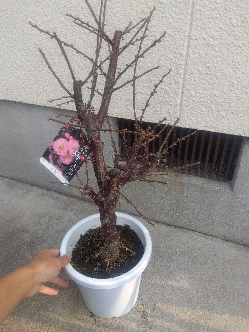 梅　盆栽　ピンク八重咲き　笑楽　７号鉢つき　さ