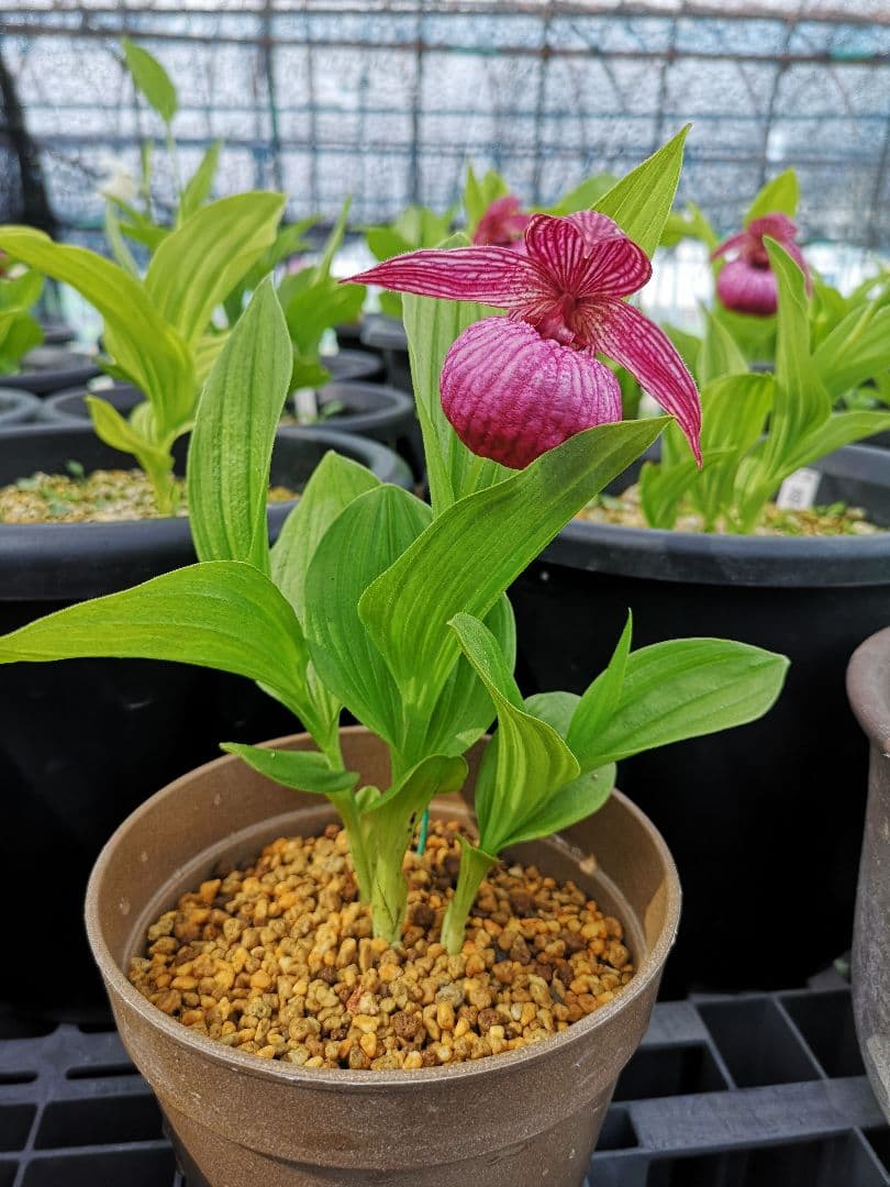 山野草　ホテイアツモリソウ　濃色　大輪　花１　葉２　１鉢