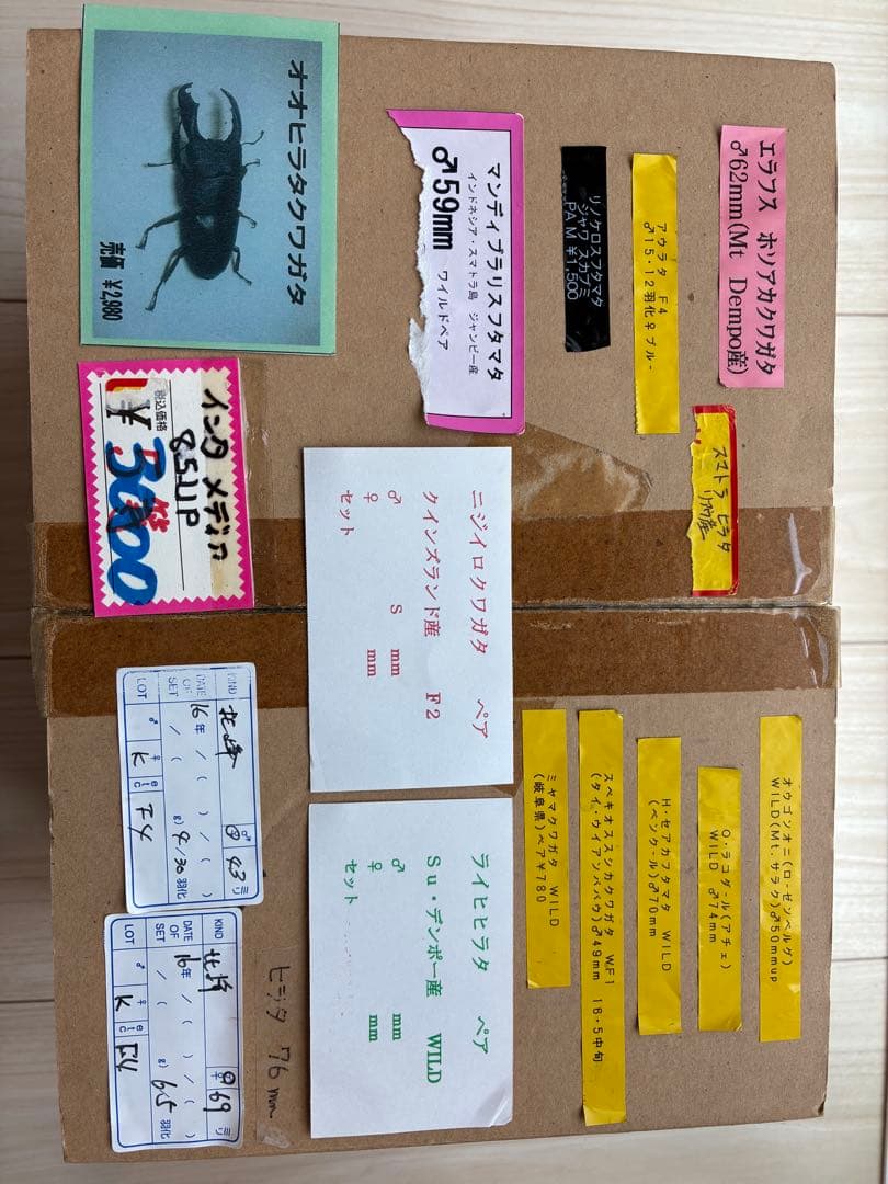 クワガタ標本 セット 標本ケース2個