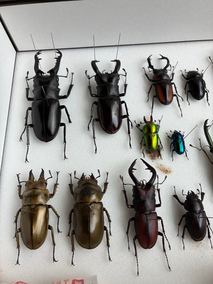 クワガタ標本 セット 標本ケース2個