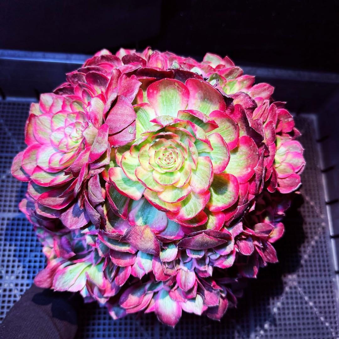 新入荷　超レア新品種　アエオニウム　スカーレットハート錦　法師錦　( 中空茎)