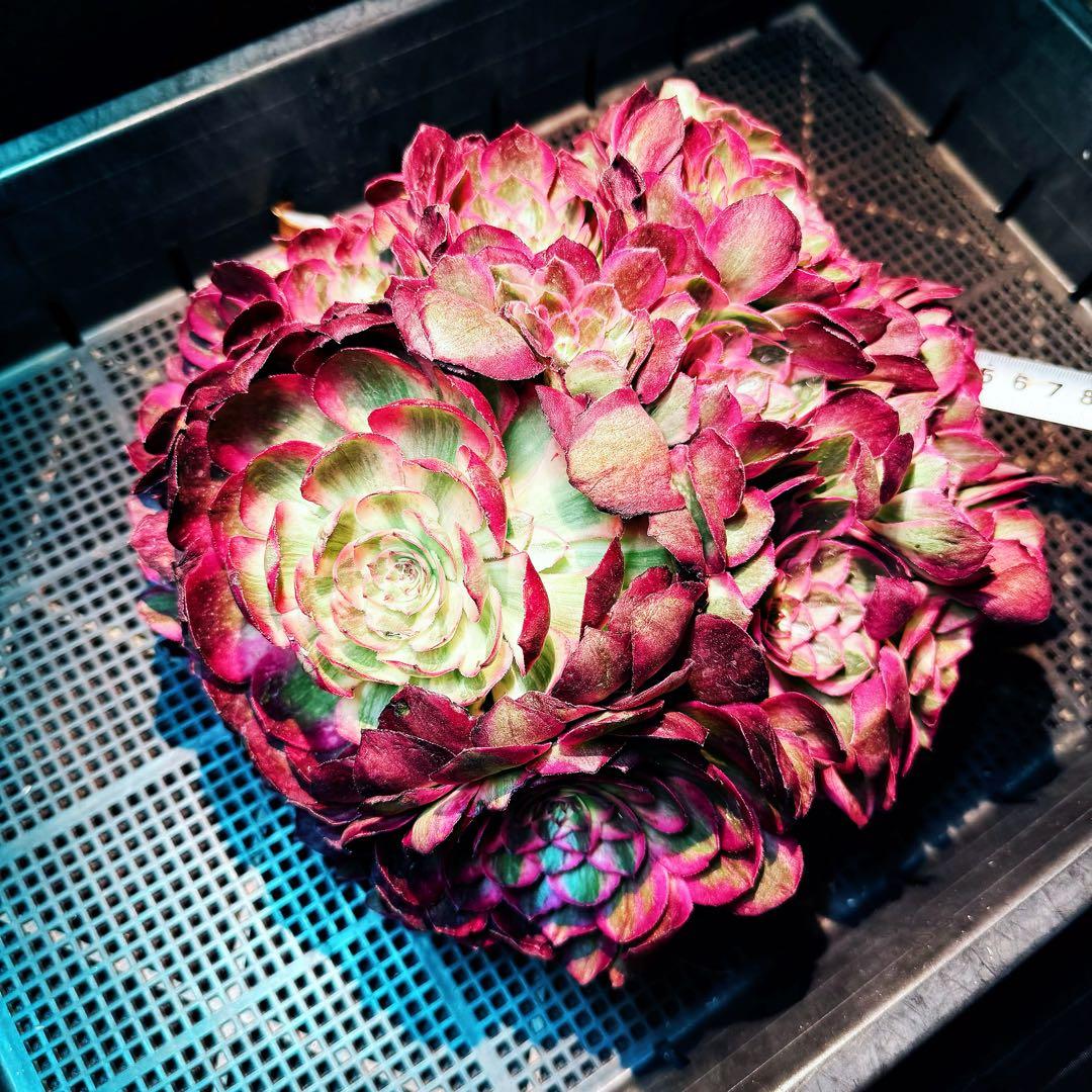 新入荷　超レア新品種　アエオニウム　スカーレットハート錦　法師錦　( 中空茎)