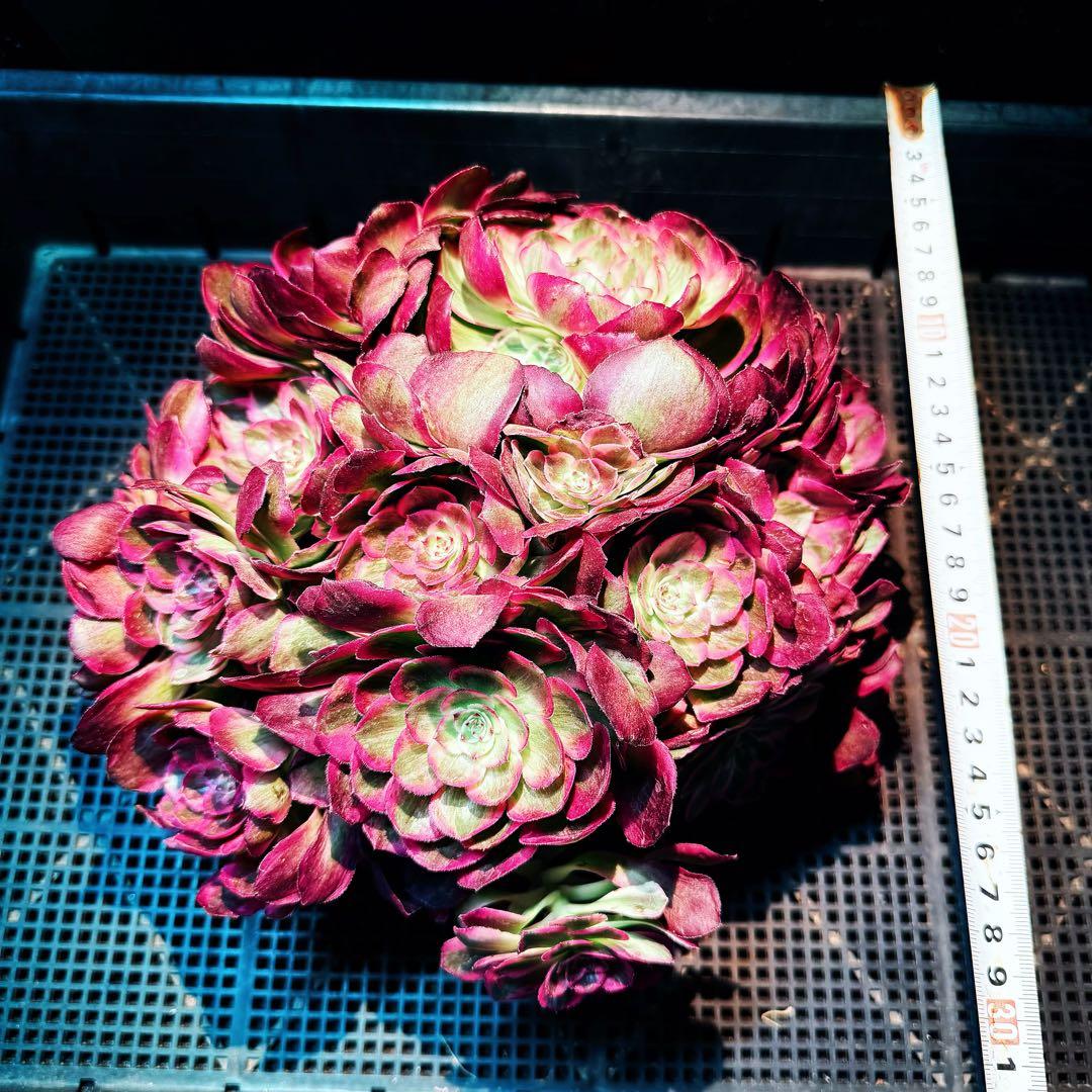 新入荷　超レア新品種　アエオニウム　スカーレットハート錦　法師錦　( 中空茎)