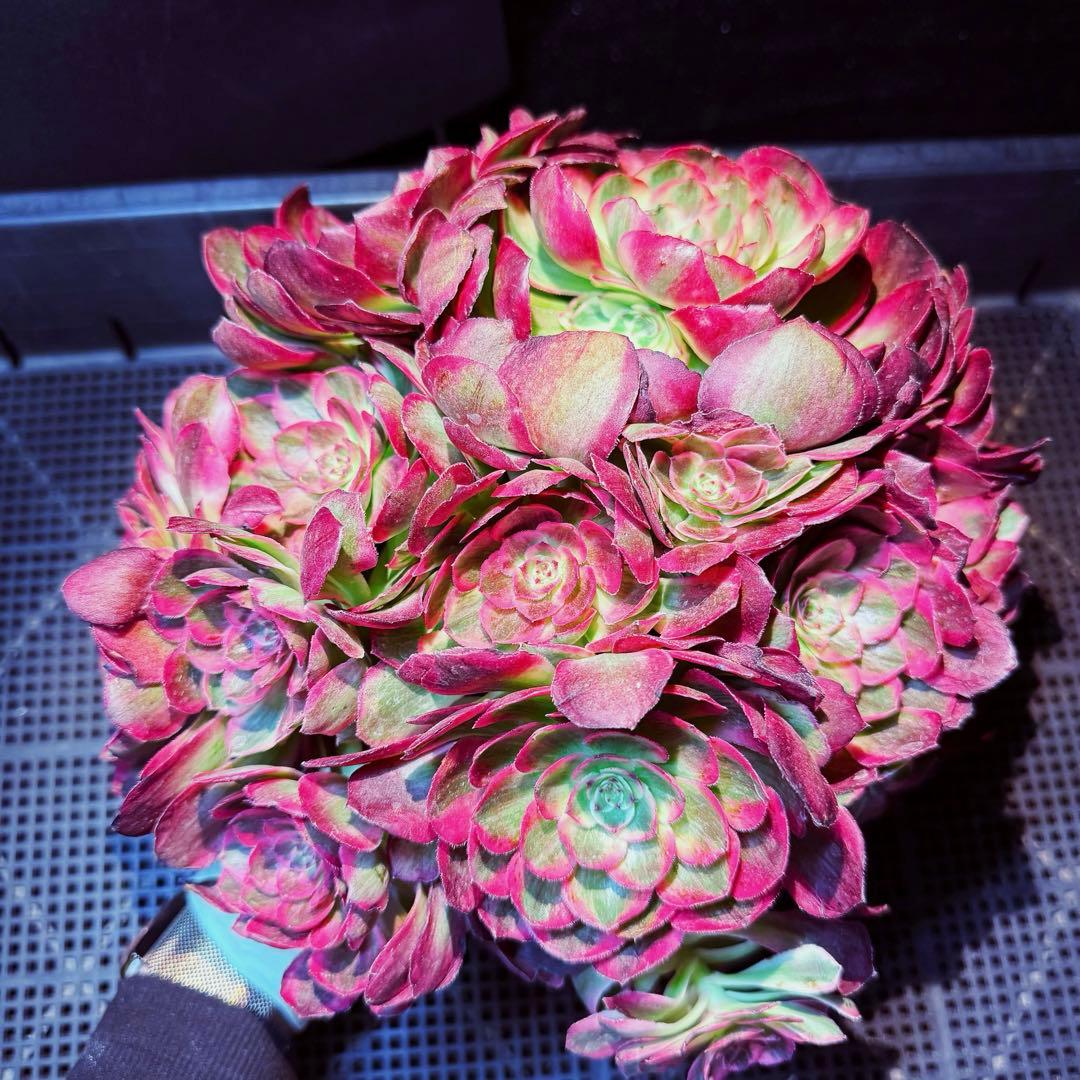 新入荷　超レア新品種　アエオニウム　スカーレットハート錦　法師錦　( 中空茎)