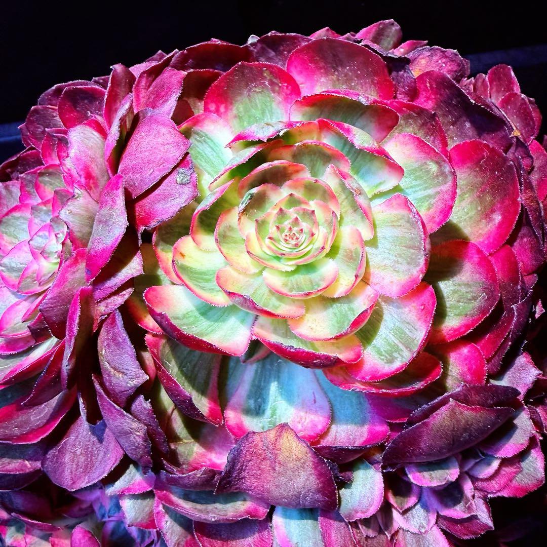 新入荷　超レア新品種　アエオニウム　スカーレットハート錦　法師錦　( 中空茎)