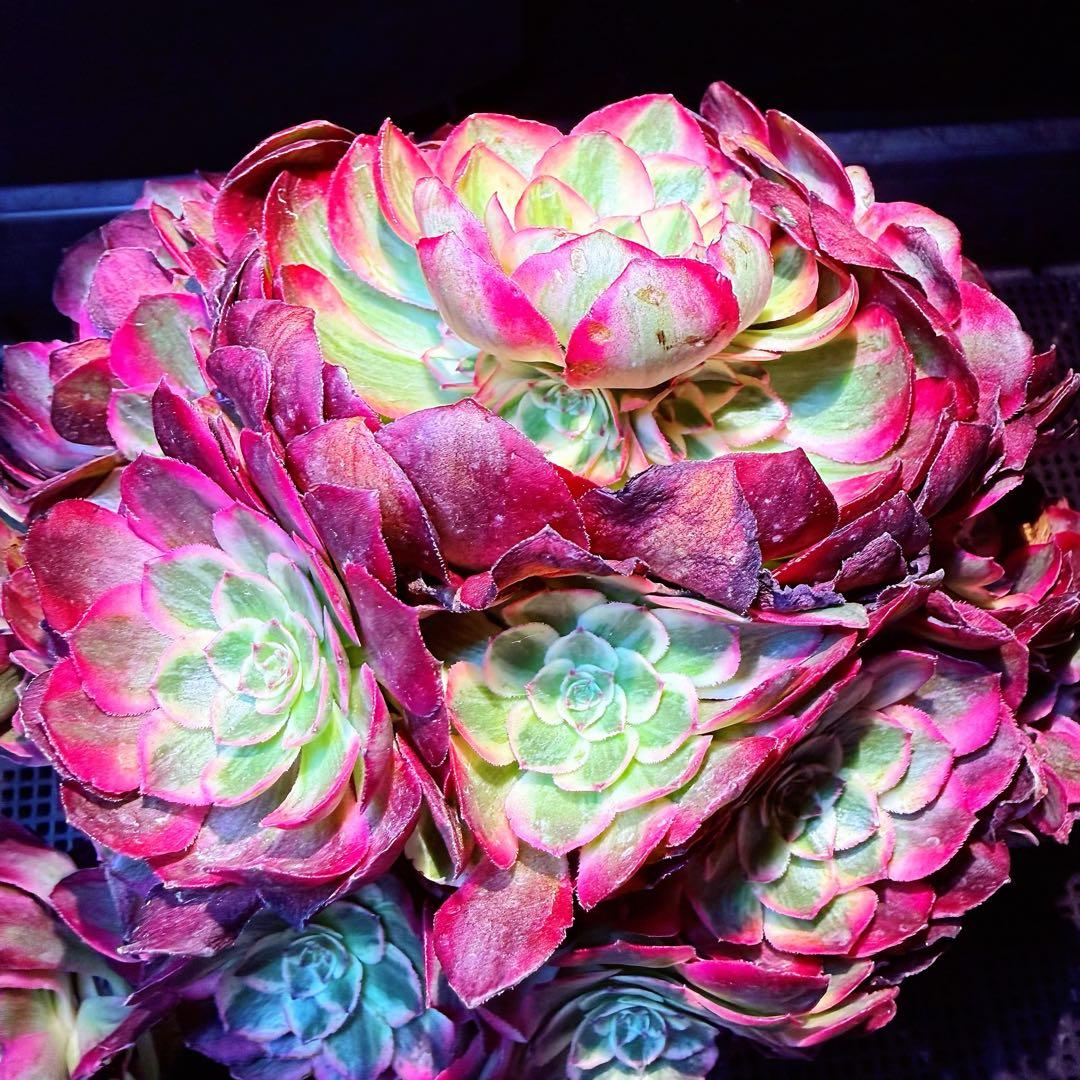 新入荷　超レア新品種　アエオニウム　スカーレットハート錦　法師錦　( 中空茎)