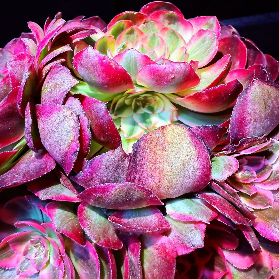 新入荷　超レア新品種　アエオニウム　スカーレットハート錦　法師錦　( 中空茎)