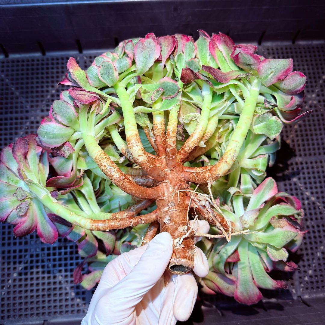 新入荷　超レア新品種　アエオニウム　スカーレットハート錦　法師錦　( 中空茎)