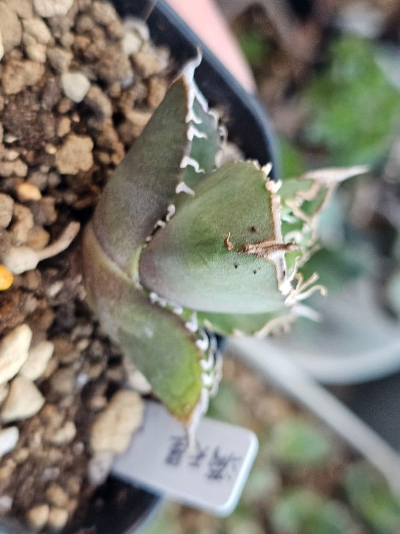 アガベ　チタノタ　満天星②TC ぶつぶつ 台湾産正規品 根付き苗 ブツブツ株