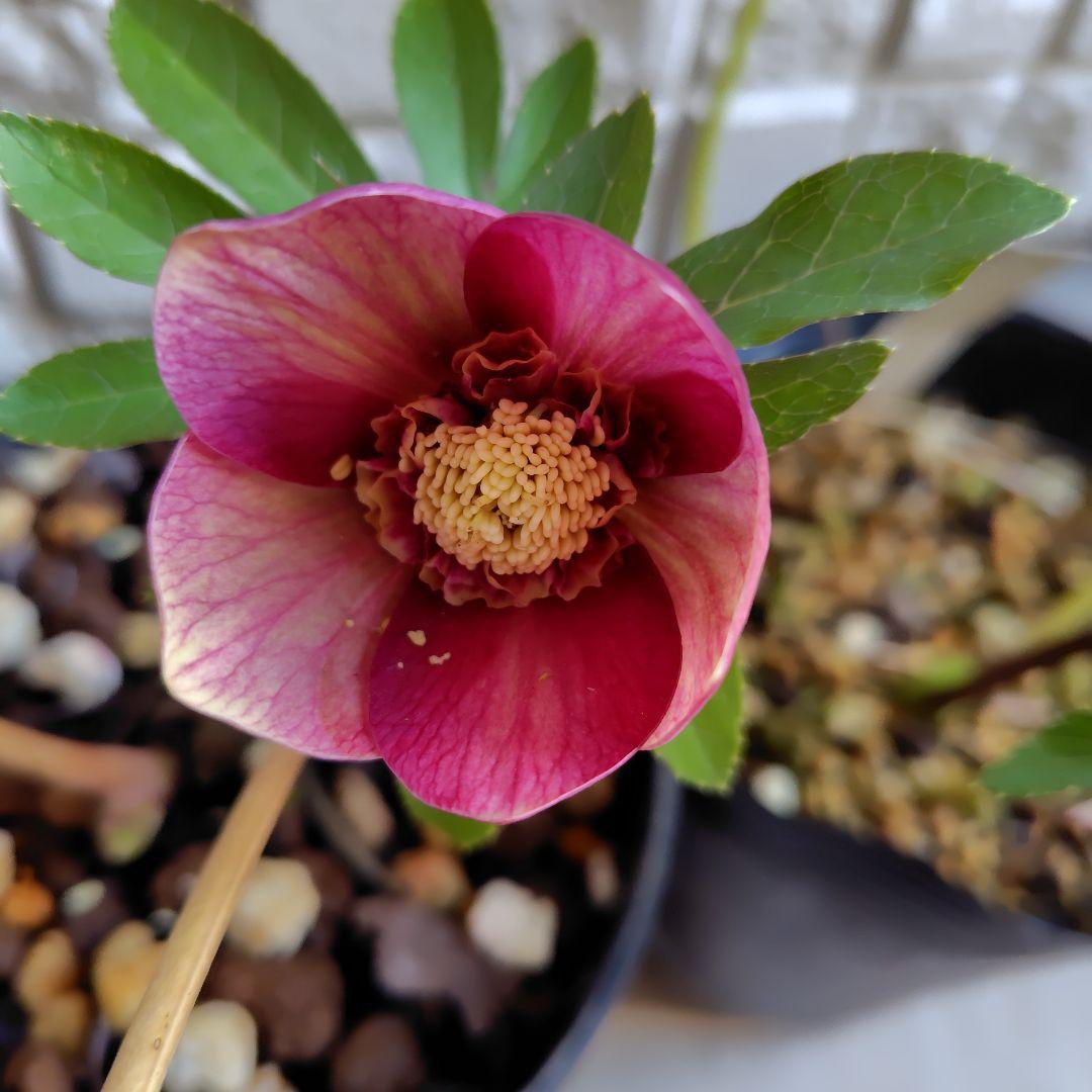 【開花株】クリスマスローズセット　広瀬園芸　加藤農園