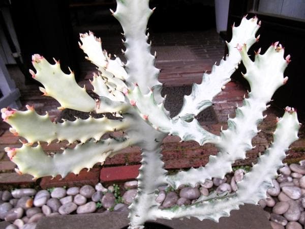 のぶまる　現物ホワイトゴースト ６号＆チランジア・ヒューストン＆カレックス