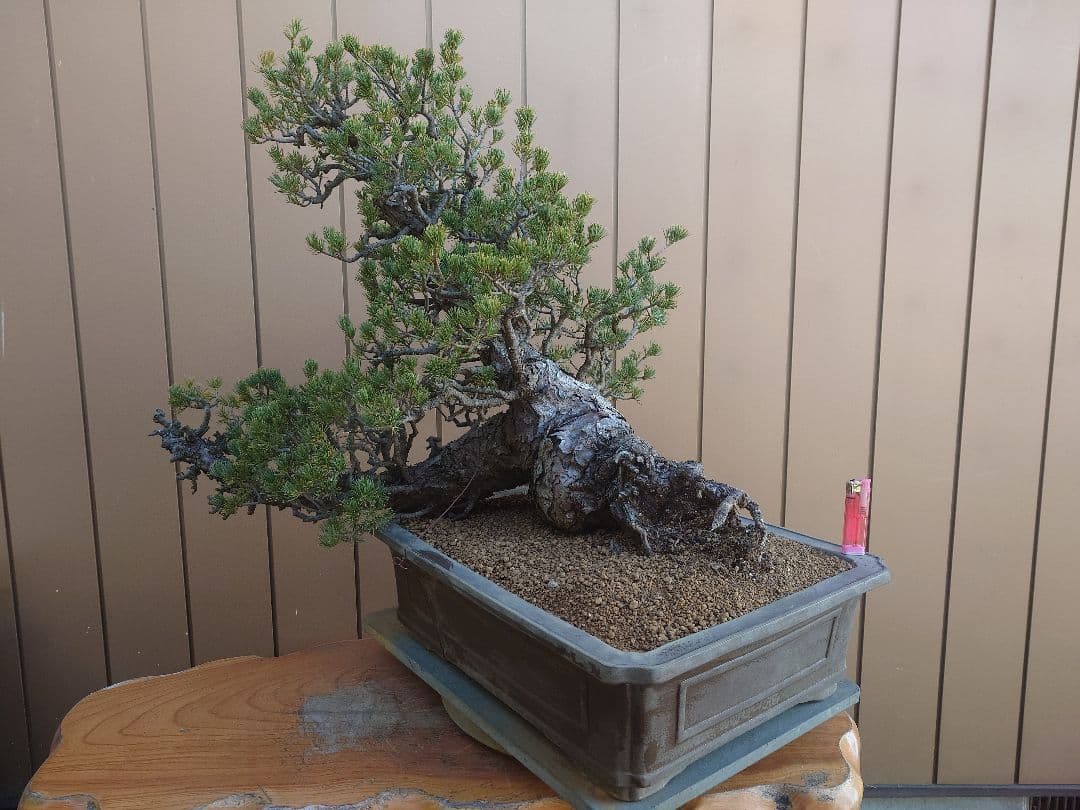 ※引取限定※　盆栽　九重　五葉松　樹高52cm