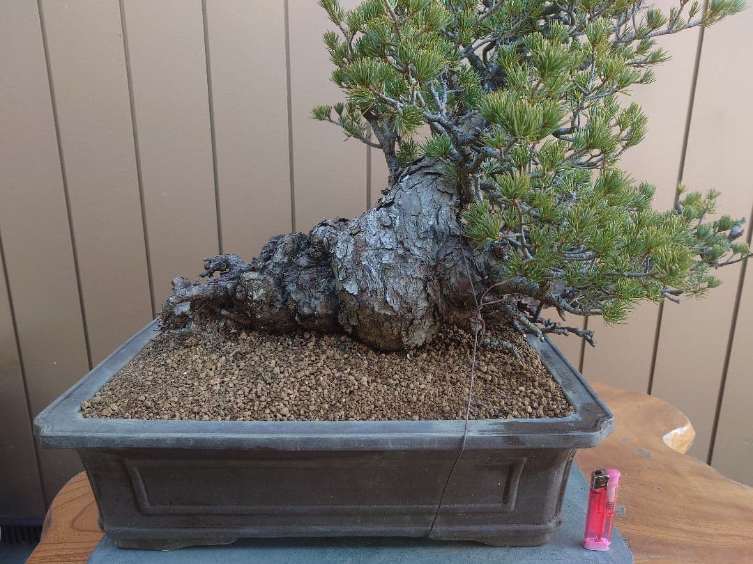 ※引取限定※　盆栽　九重　五葉松　樹高52cm