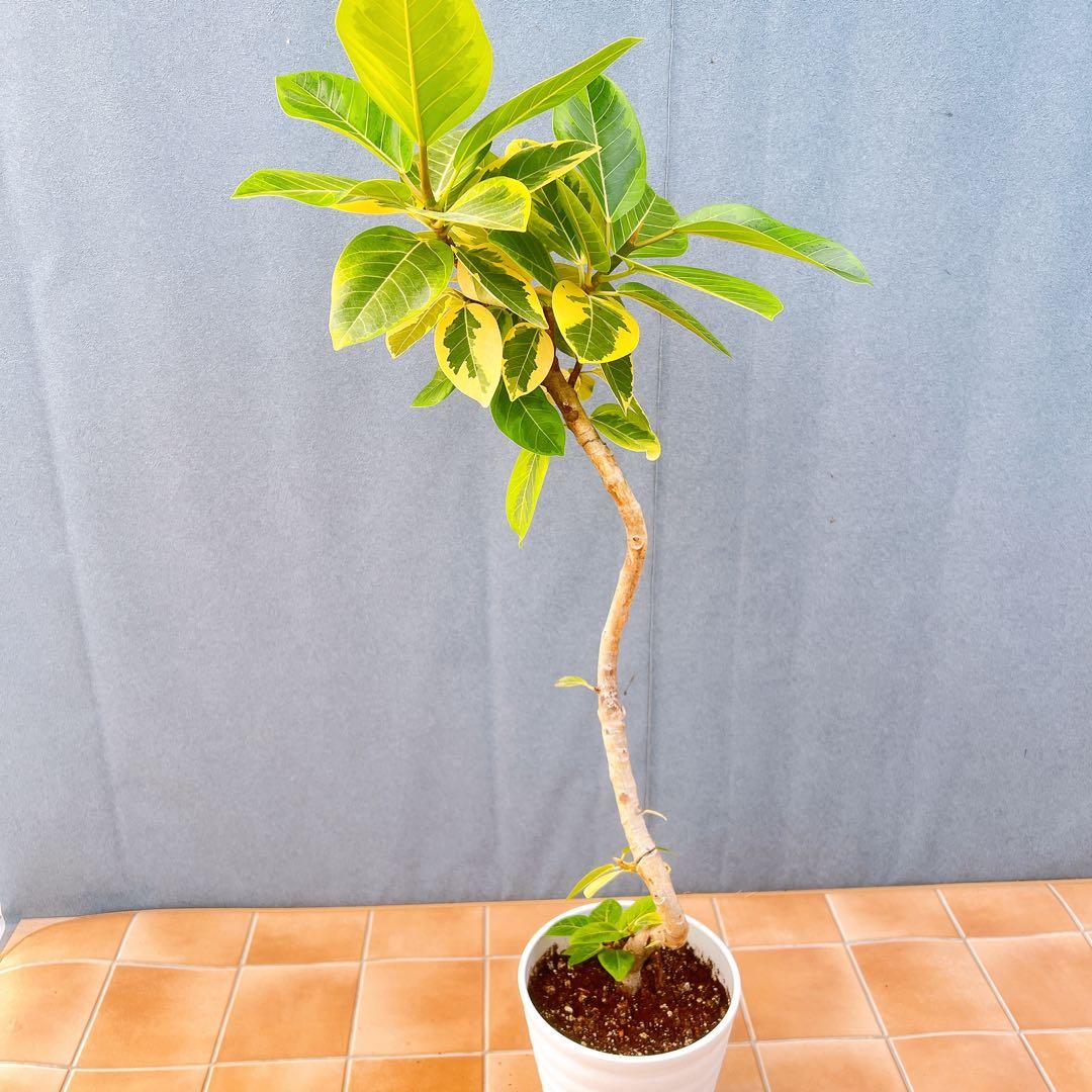 現品　フィカス　ゴムの木　アルテシマ　曲がり　12番　観葉植物　インテリア