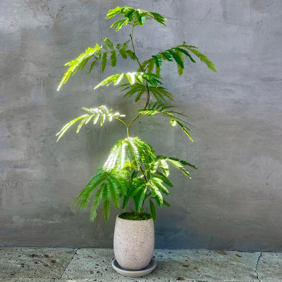 エバーフレッシュ　曲がり　天然苔　盆栽仕立て　陶器鉢　植え込み発送