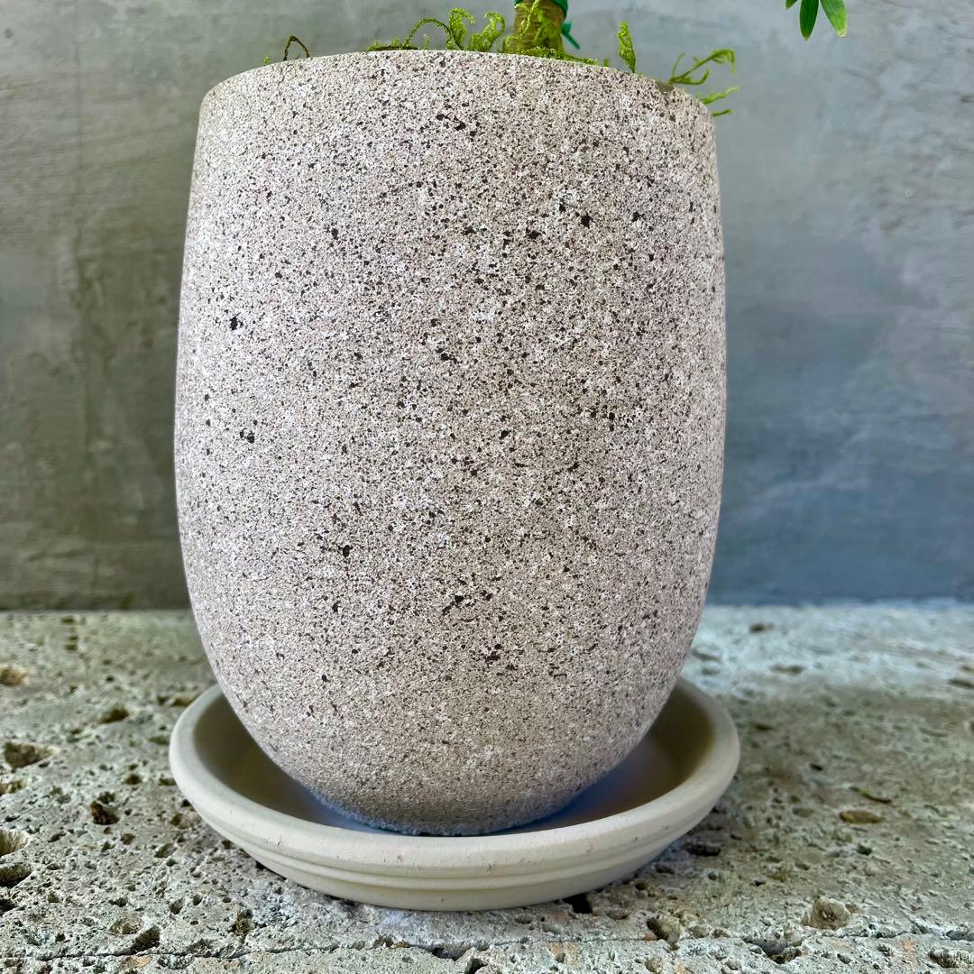 エバーフレッシュ　曲がり　天然苔　盆栽仕立て　陶器鉢　植え込み発送