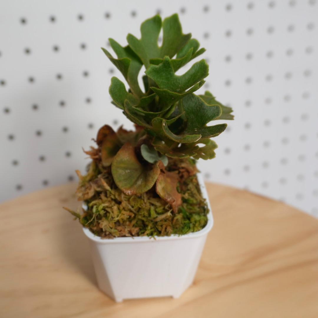 P.Ridleyi dwarf silver リドレイドワーフシルバー 004