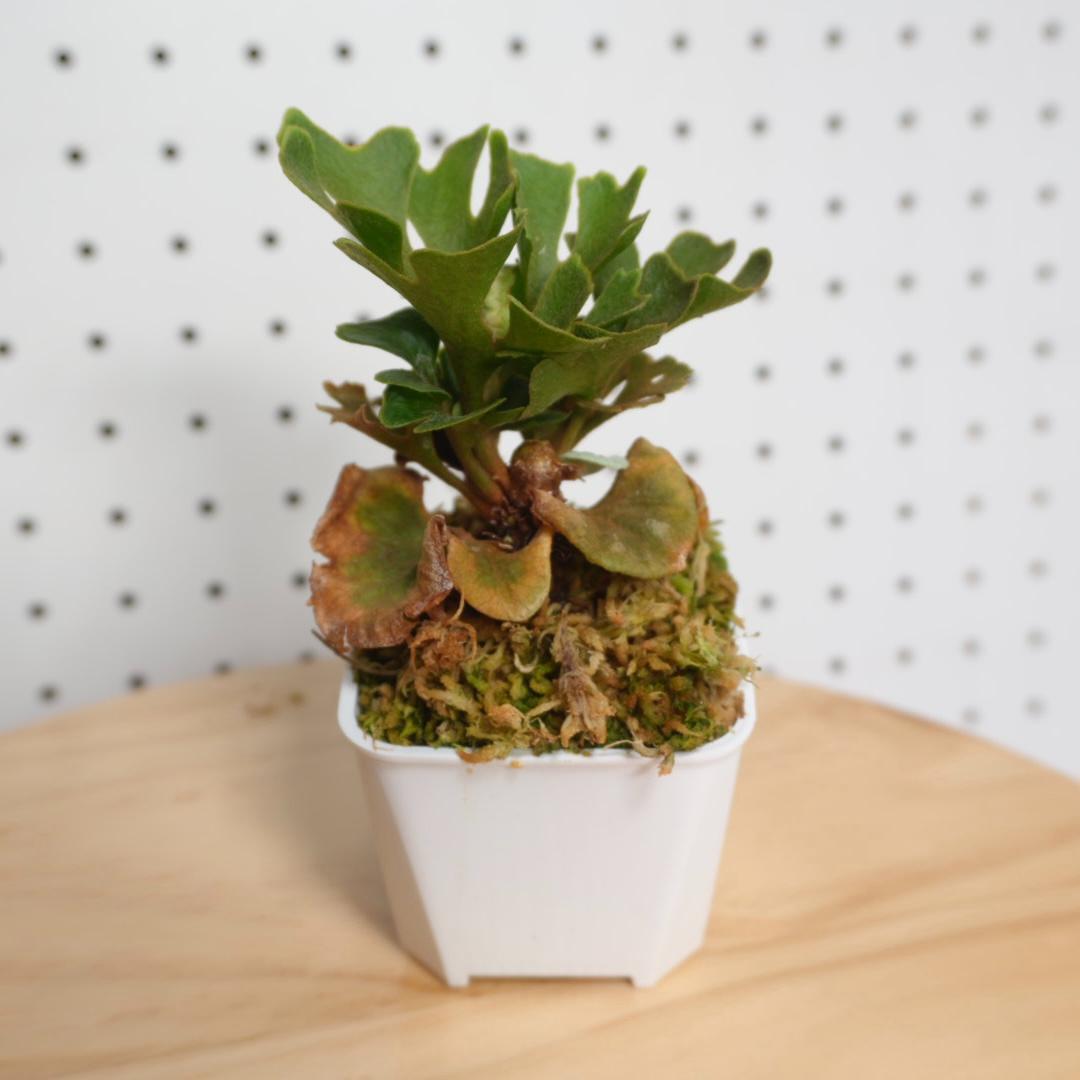 P.Ridleyi dwarf silver リドレイドワーフシルバー 004