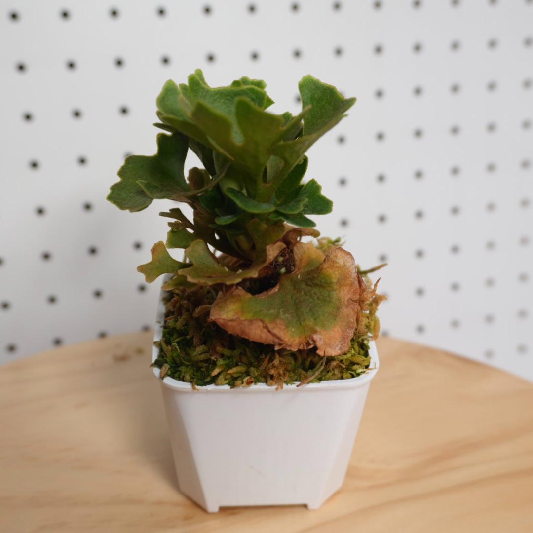 P.Ridleyi dwarf silver リドレイドワーフシルバー 004