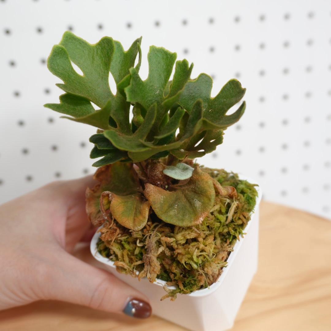 P.Ridleyi dwarf silver リドレイドワーフシルバー 004