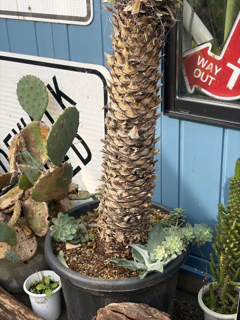 耐寒性ユッカ　フィリフェラ幹太大株◇南国ドライガーデン島アガベ多肉ヤシ　サボテン