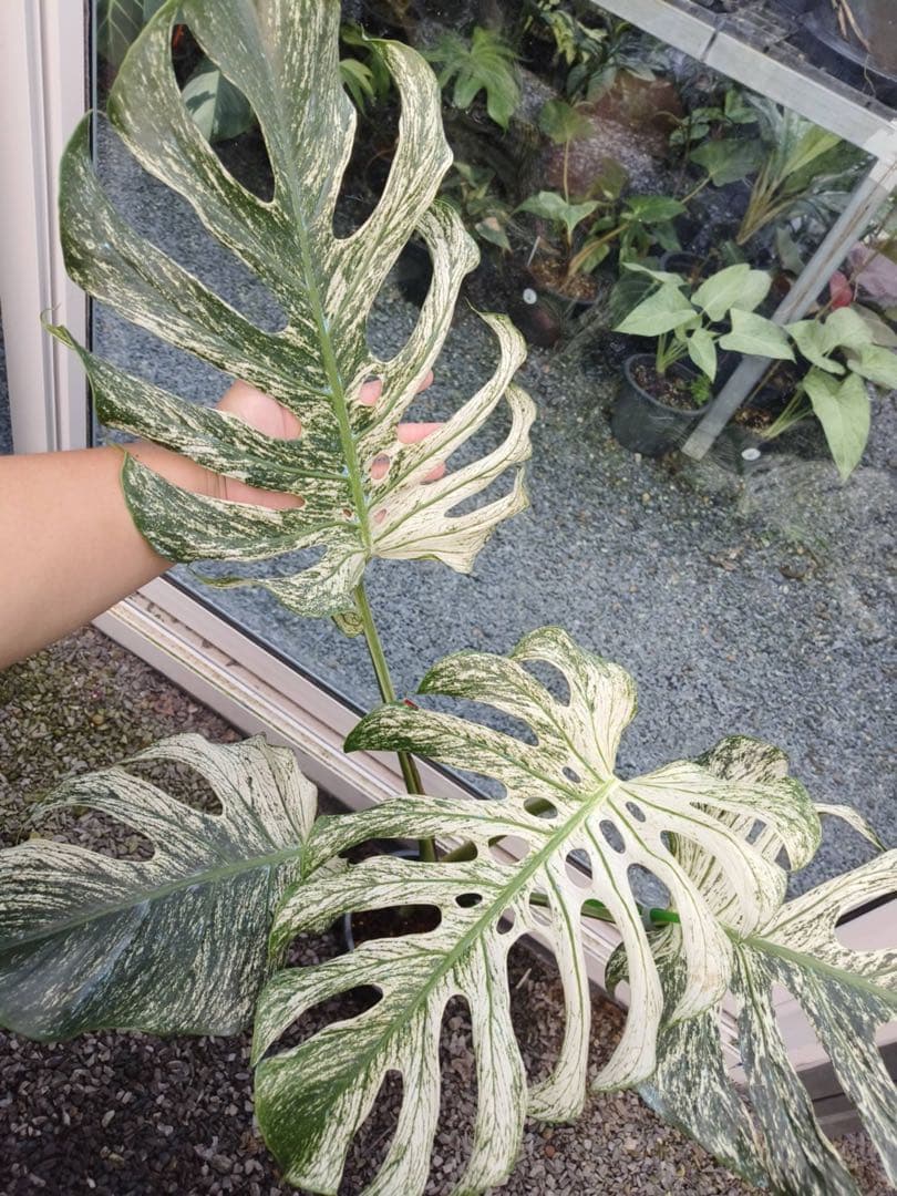 希少 モンステラ デビル（Devil Monster）斑入り／大株・極上斑