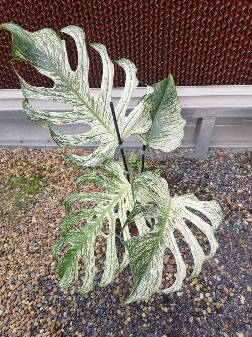 希少 モンステラ デビル（Devil Monster）斑入り／大株・極上斑