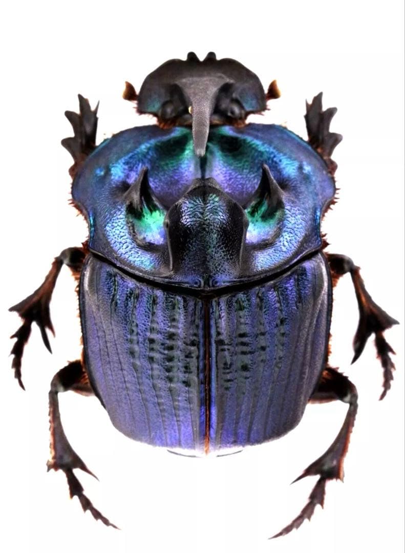 ボナリエンシスオオニジダイコクpr　ブルー系　大型　パッキング標本