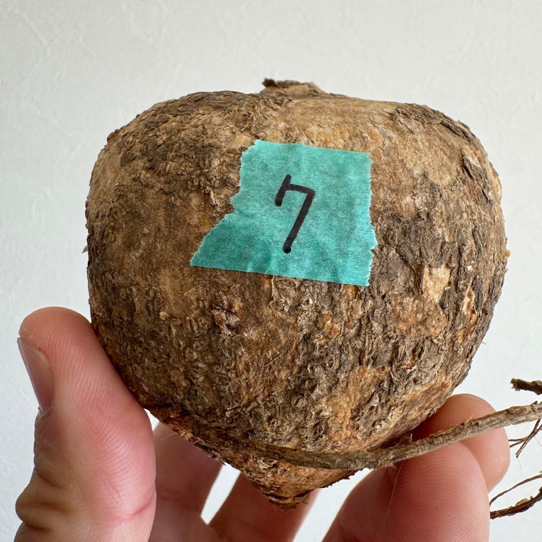 7.アデニア・オバタ 輸入直後ベアルート株　Adenia Ovata