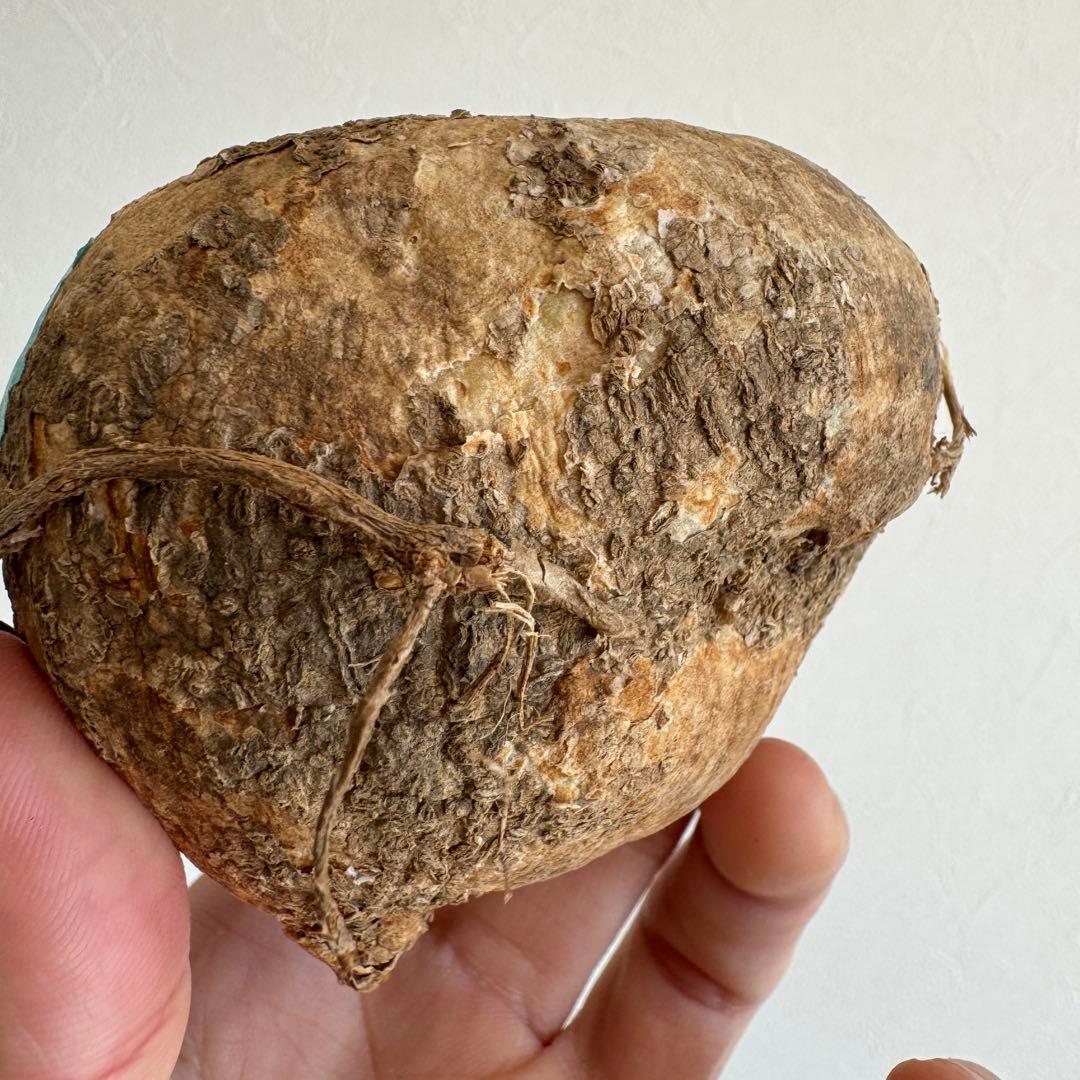 7.アデニア・オバタ 輸入直後ベアルート株　Adenia Ovata