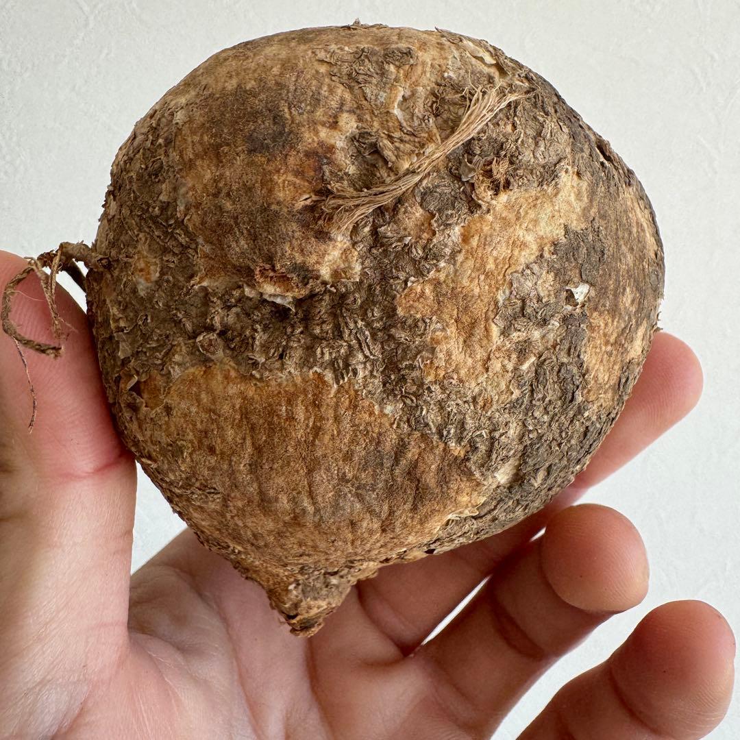 7.アデニア・オバタ 輸入直後ベアルート株　Adenia Ovata