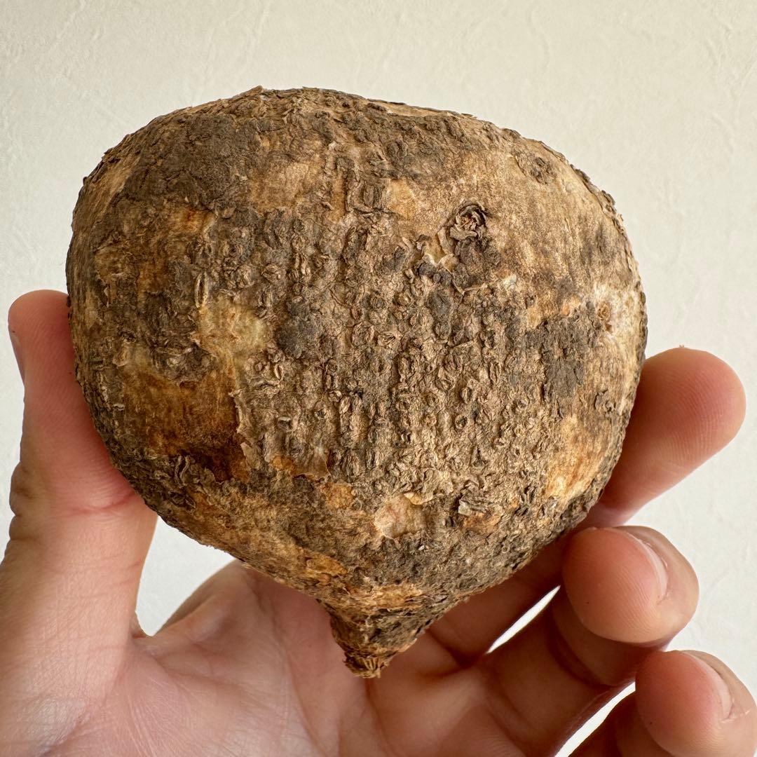 7.アデニア・オバタ 輸入直後ベアルート株　Adenia Ovata