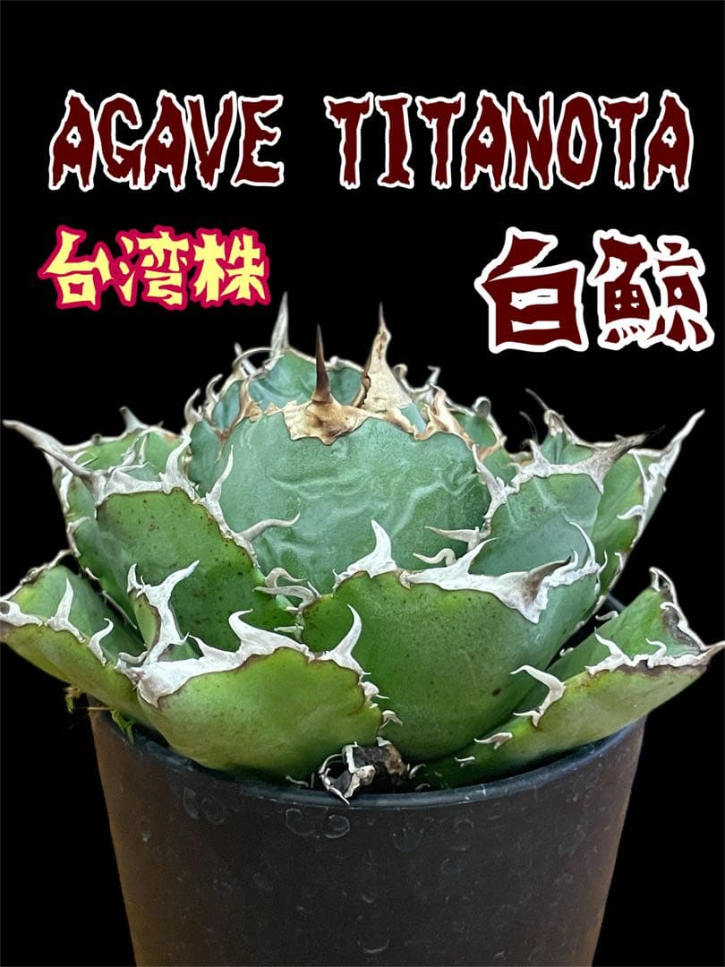 【台湾株】アガベ　チタノタ　白鯨　スパチタ　レア 強棘 OC株