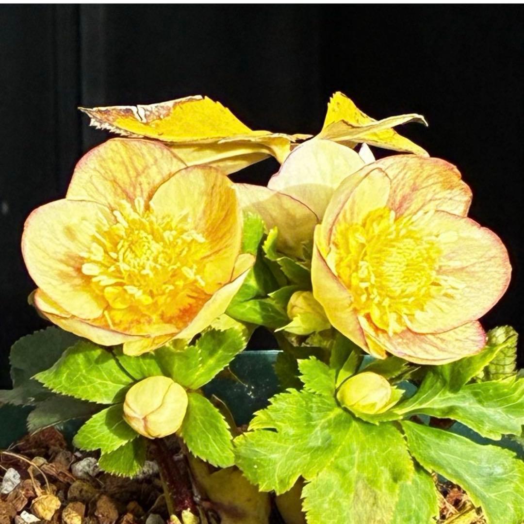 も*読様 546☘️蕾花タグ付☘️極上☘️SD⭐️蜃気楼⭐️小輪⭐️コロコロカッ