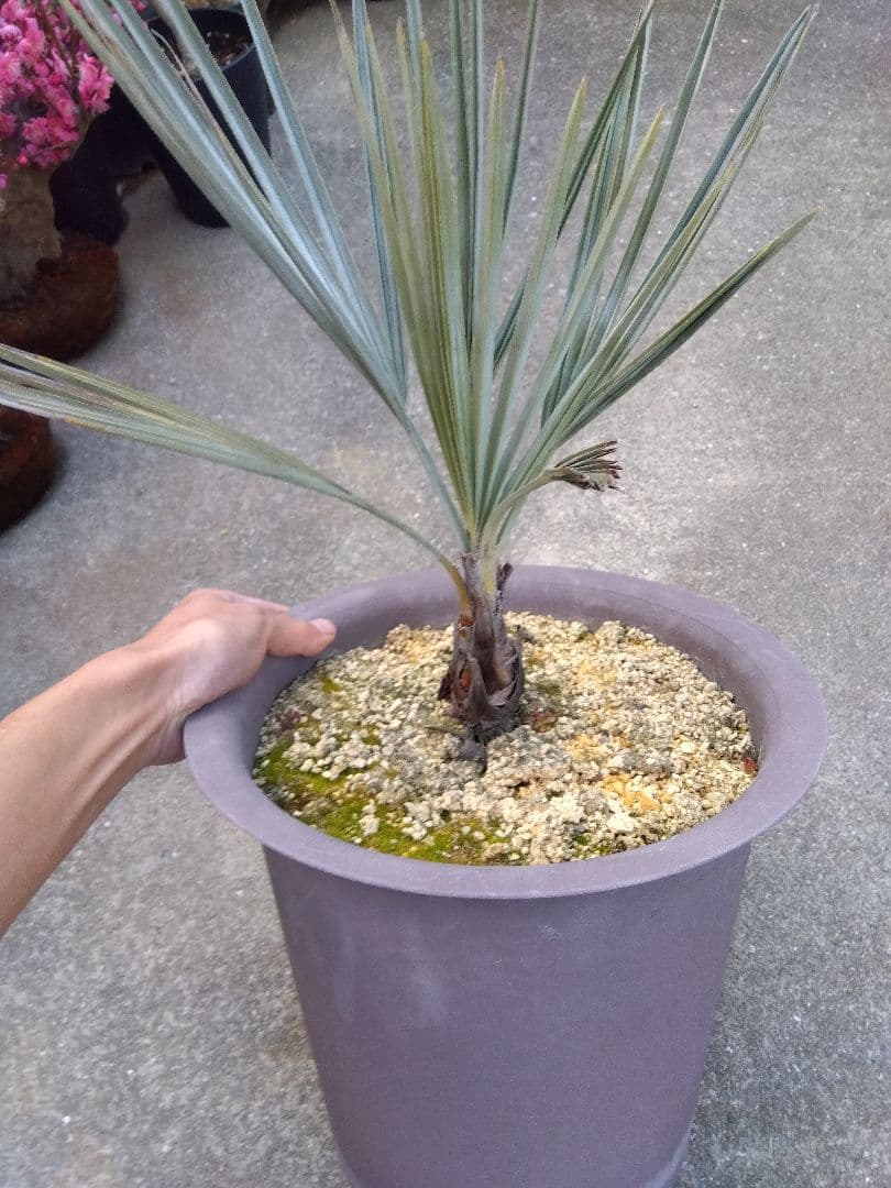 ブラヘアアルマータ　10号鉢つき　は