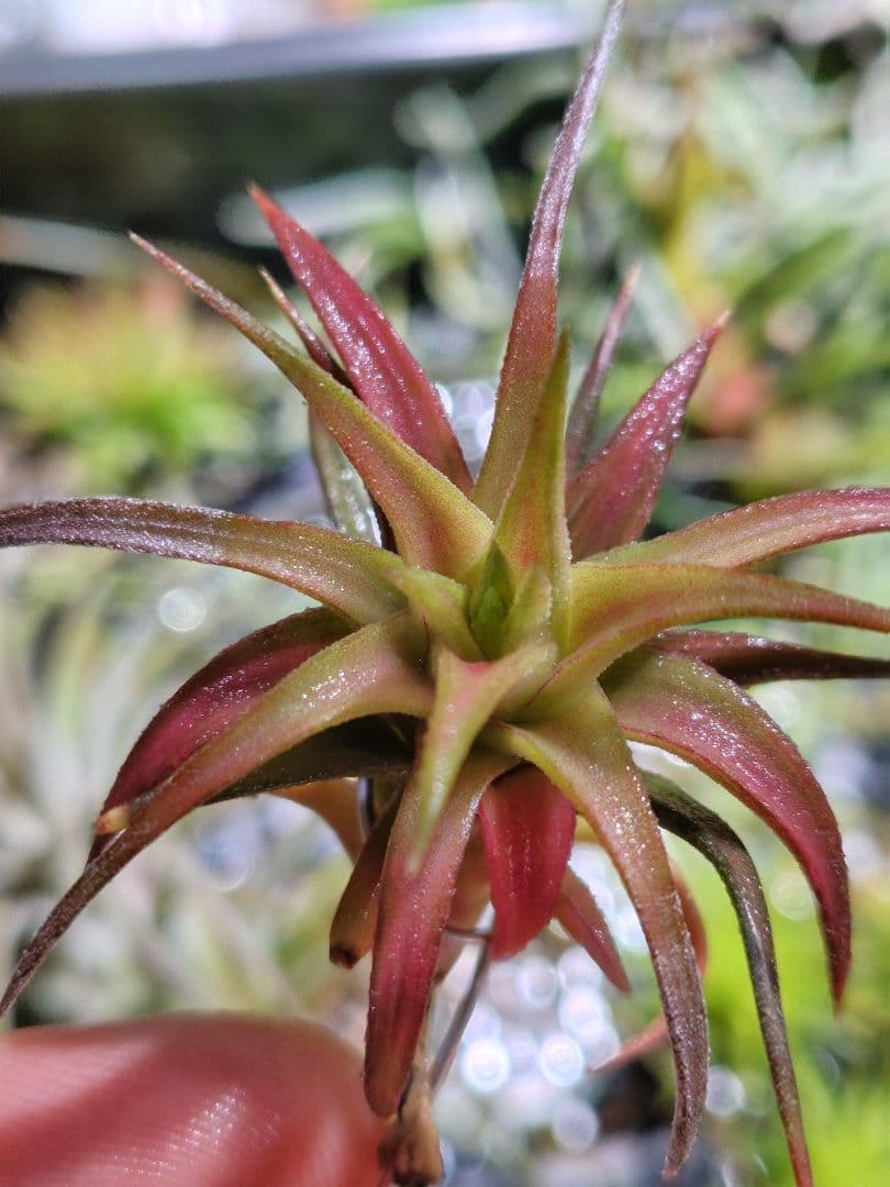 B*2様 バンハイニンギー　斑入