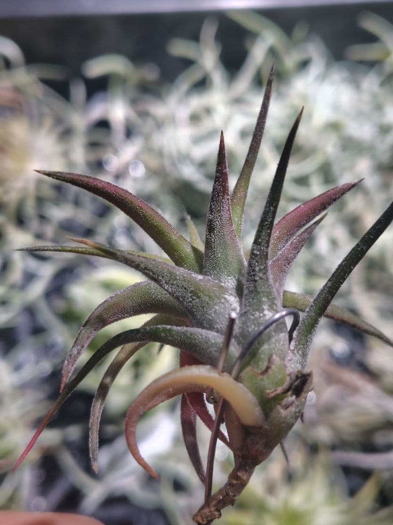 B*2様 バンハイニンギー　斑入