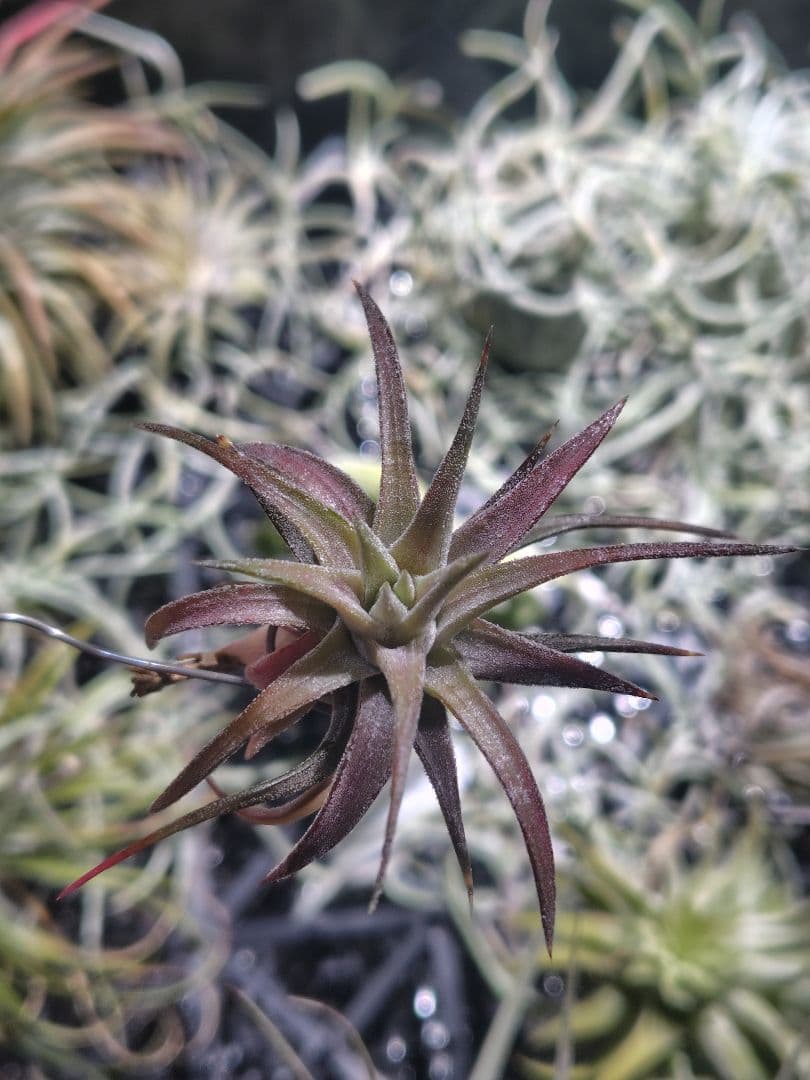 B*2様 バンハイニンギー　斑入