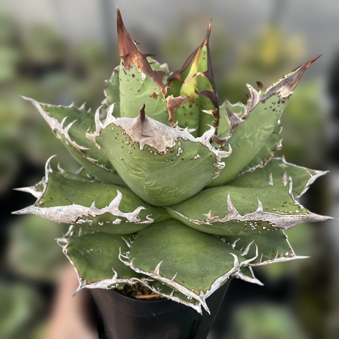 アガベ　チタノタ　麻華龍　もちろんOC株