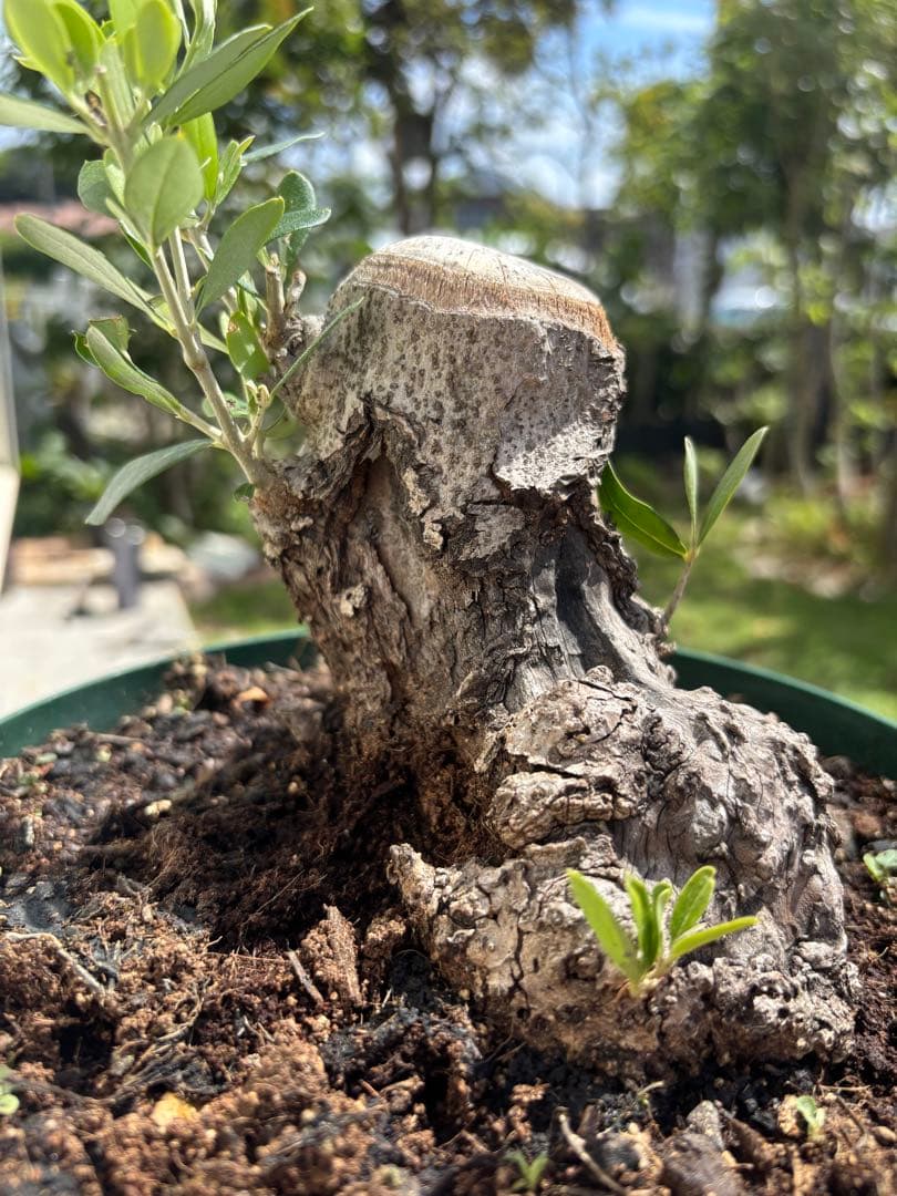 ねこなでたい農園　オリーブの木　コラティナ　極太　古木　8月17日出品終了