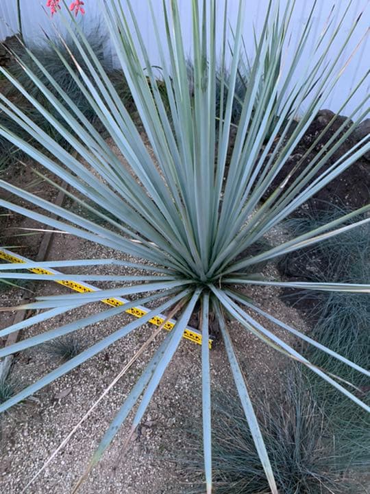ユッカリギダ幹立ち♪国内実生　ロストラータ好きにも♪