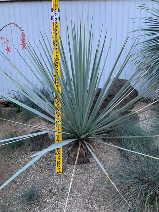 ユッカリギダ幹立ち♪国内実生　ロストラータ好きにも♪