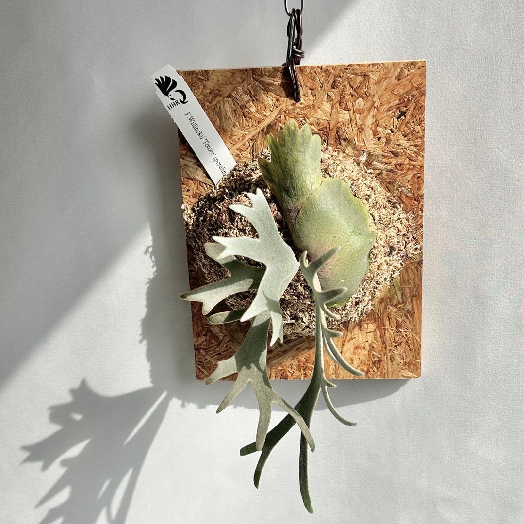 P. Willinckii Totoro' （spore）