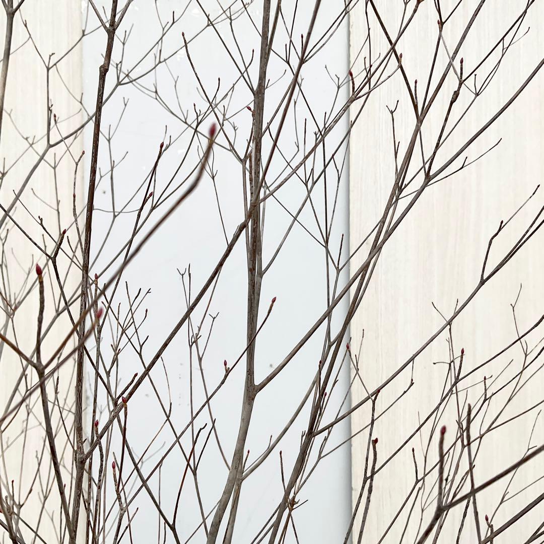 Oさん専用 山採り アブラツツジ　/7